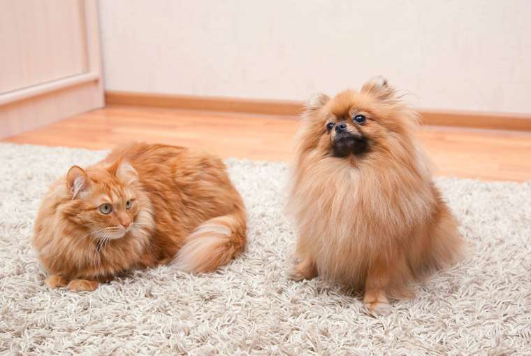 Keep Pets Off Carpet & Furniture with Citrus